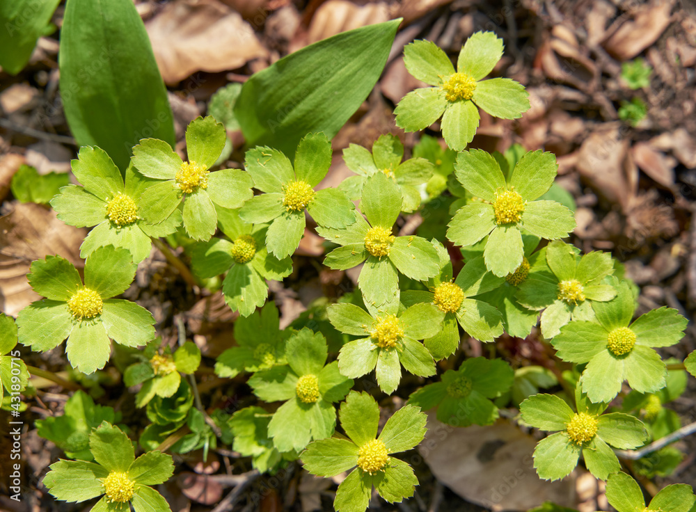 Obraz premium Spring green flower - Sanicula epipactis syn. Hacquetia epipactis 