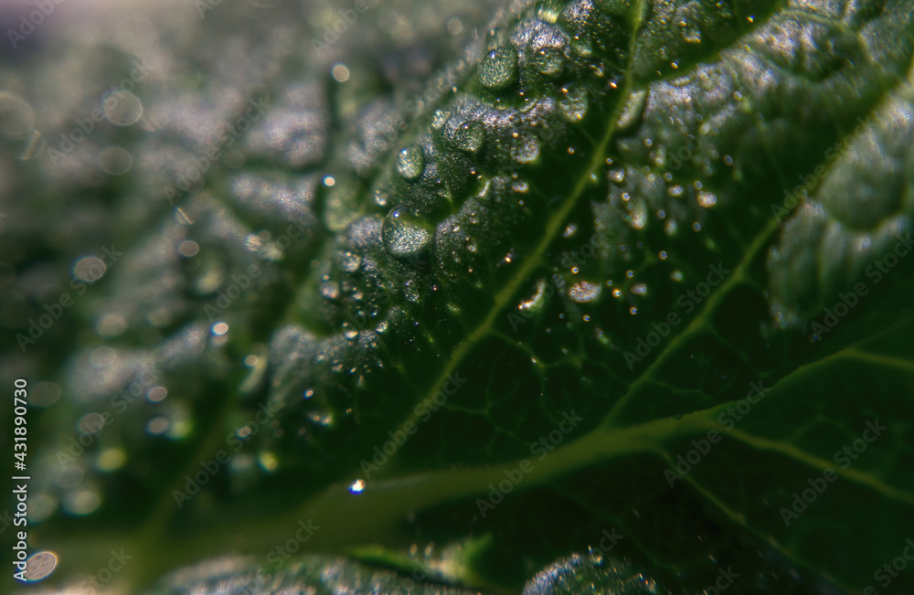 Rain drops and fresh green vegetable leaf Rain drops and fresh green vegetable leaf