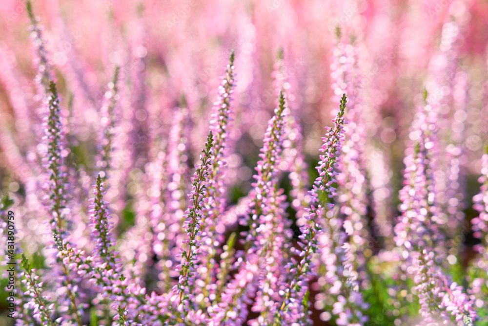 Obraz premium Heather flowers. Bright purple natural defocused background. 