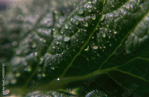 Rain drops and fresh green vegetable leaf