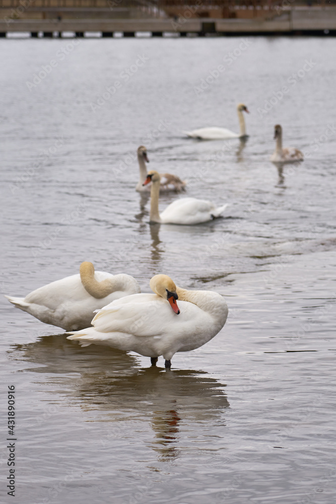 A flock of white swans swims by the sea. A flock of white swans swims by the sea.