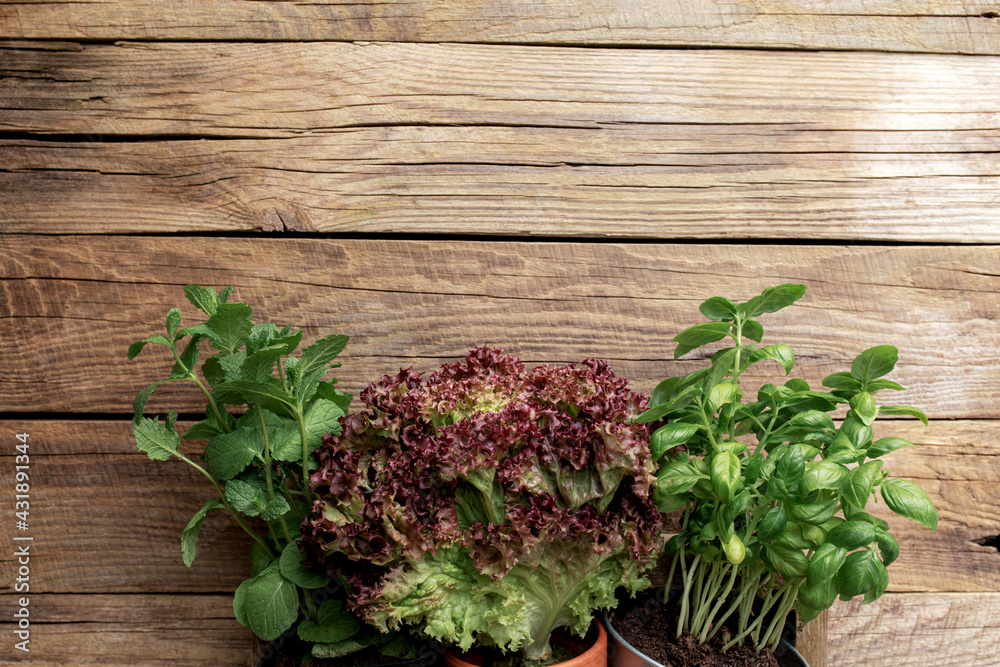 Gardening and healthy eating concept with different herbs and salad leaves Gardening and healthy eating concept with different herbs and salad leaves