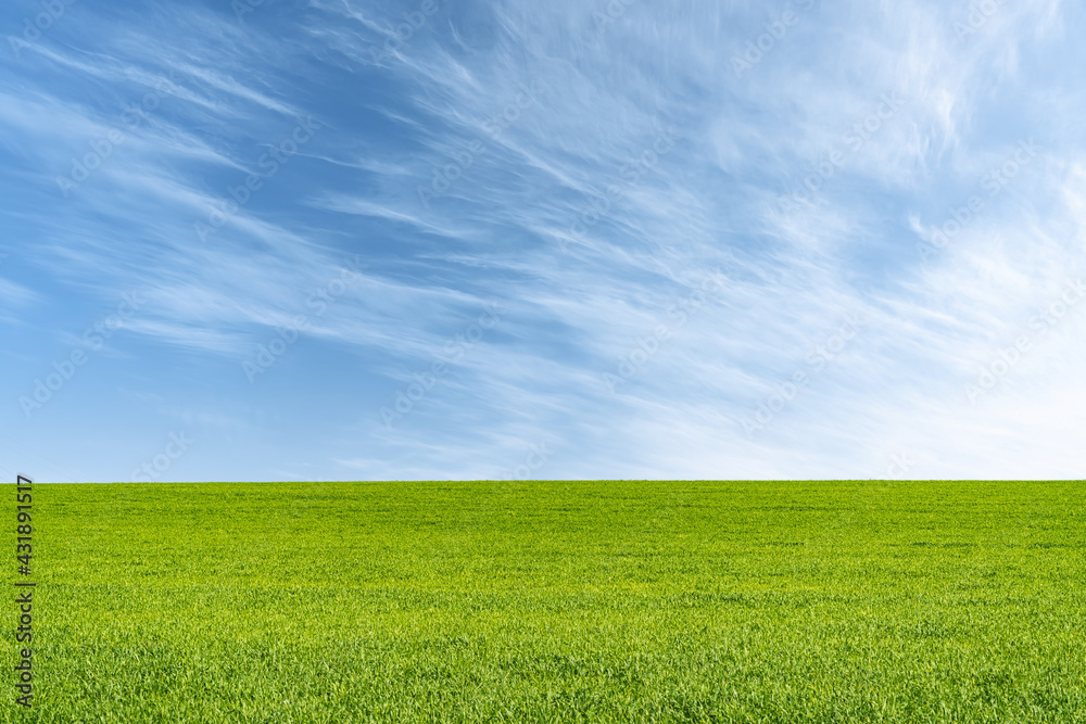 Landscape view of green grass on field isolated on white background Landscape view of green grass on field isolated on white background