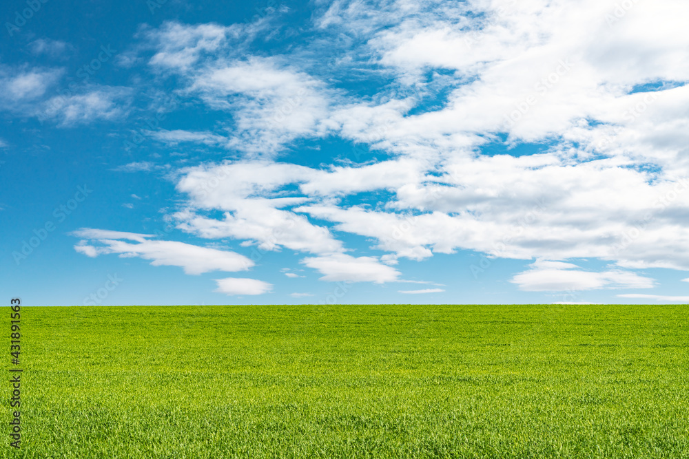 Landscape view of green grass on field isolated on white background Landscape view of green grass on field isolated on white background