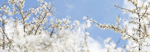  Spring blossoming spring flowers on a plum tree against blue sky