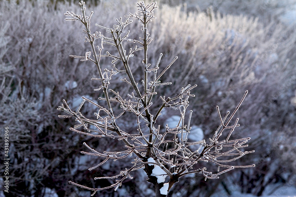 Trunk maple branches covered with frost on a cold winter day Trunk maple branches covered with frost on a cold winter day