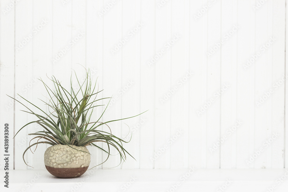 plant in a flowerpot plant in a flowerpot