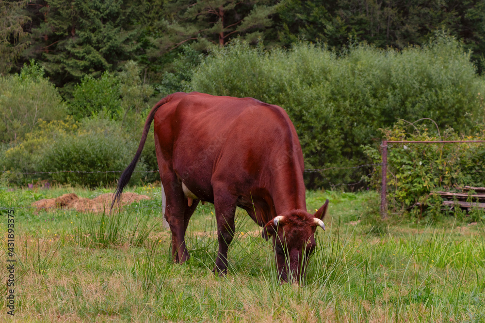 A free-range brown cow grazes in the grass near the forest. Breeding livestock for the production of organic dairy products A free-range brown cow grazes in the grass near the forest. Breeding livestock for the production of organic dairy products