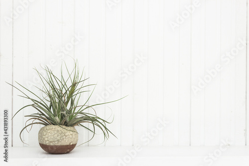 plant in a flowerpot © aradaphotography