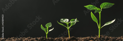 Green seedling growing on the ground in the rain