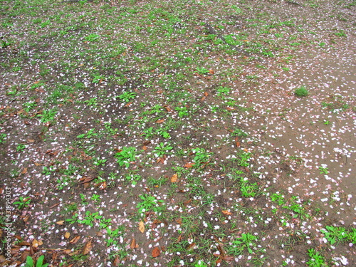 桜の花びら散る雨の公園の広場風景