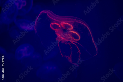 Beautiful jellyfish. Red jellyfish on a dark background.