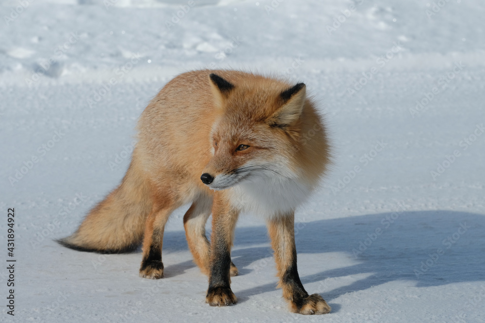 Fototapeta premium red fox vulpes