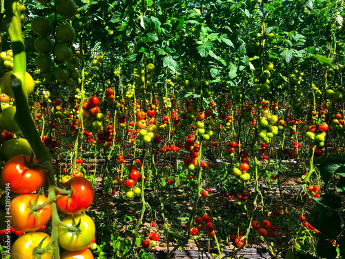 Tomaten Plantage