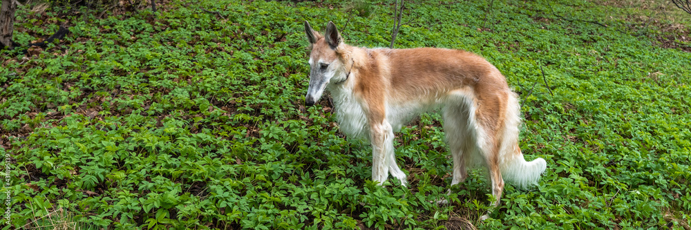 Dog Russian greyhound white red brown fur color. An adult Russian greyhound against the background of nature in green spring forest. Hunting purebred beautiful dog close up walking outdoors. Dog Russian greyhound white red brown fur color. An adult Russian greyhound against the background of nature in green spring forest. Hunting purebred beautiful dog close up walking outdoors.
