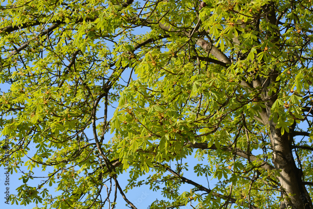 Fototapeta premium Common horse chestnut