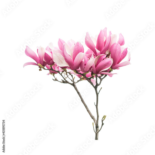 magnolia spring branch isolated on white background © xiaoliangge