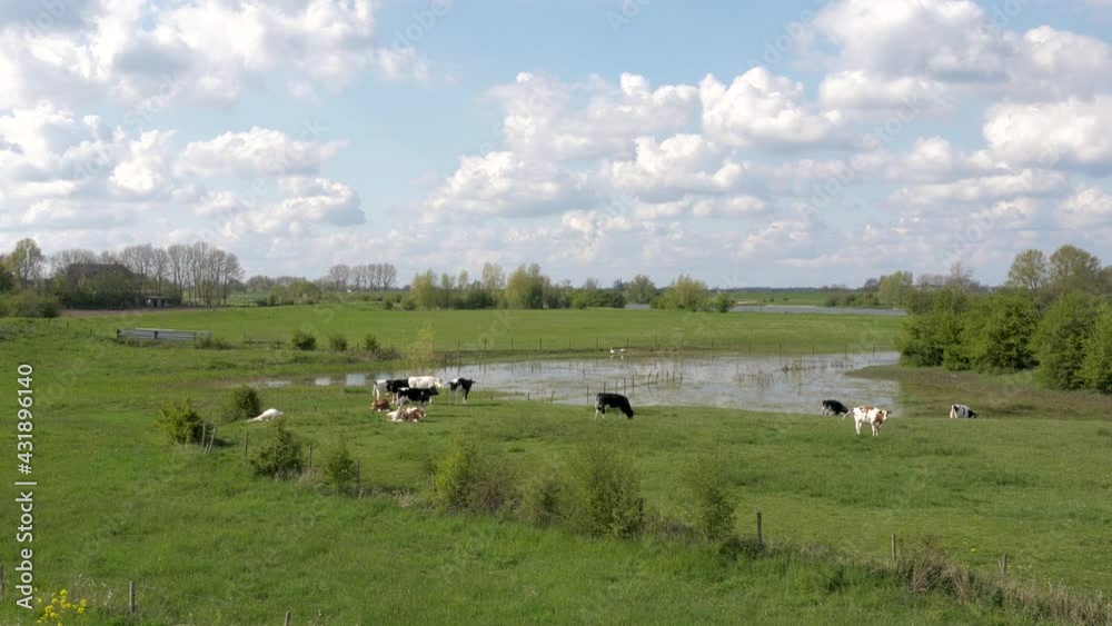 Black and white cows in Dutch landscape with cloudy sky and floodlands of river Rhine Black and white cows in Dutch landscape with cloudy sky and floodlands of river Rhine