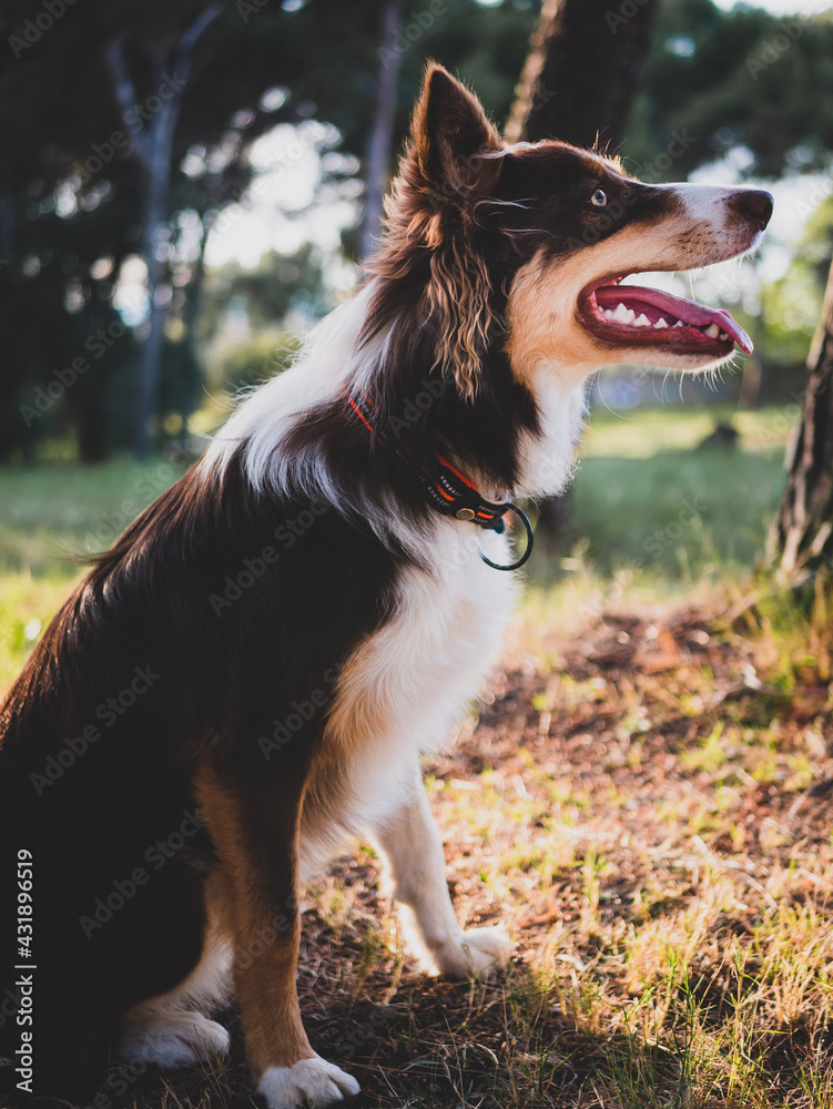 Border Collie of light brown, dark and white color.  Young man whose name is Archie, playing and posing in a forest.