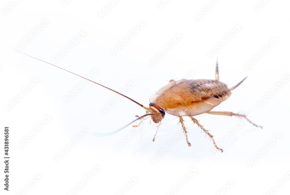 Image of brown forest cockroach on white background. From side view. Insect. Animal Image of brown forest cockroach on white background. From side view. Insect. Animal