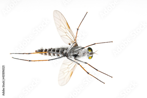 Image of the Asilidae are the robber fly family, also called assassin flies. on white background. View from the bottom. Insect. Animal