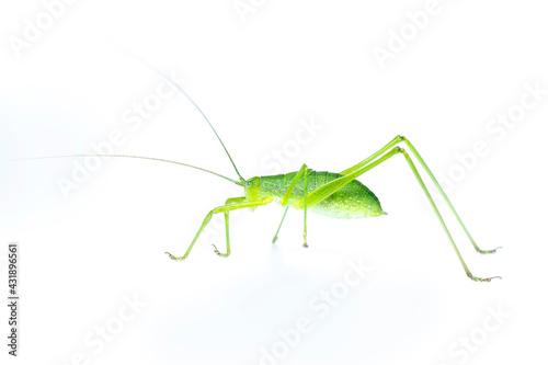 Image of green bush-cricket long horned grasshopper on white background. From side view. Insect. Animal