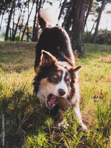 Border Collie of light brown, dark and white color.  Young man whose name is Archie, playing and posing in a forest. photo