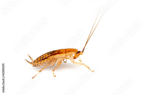 Image of brown forest cockroach on white background. From side view. Insect. Animal © yod67