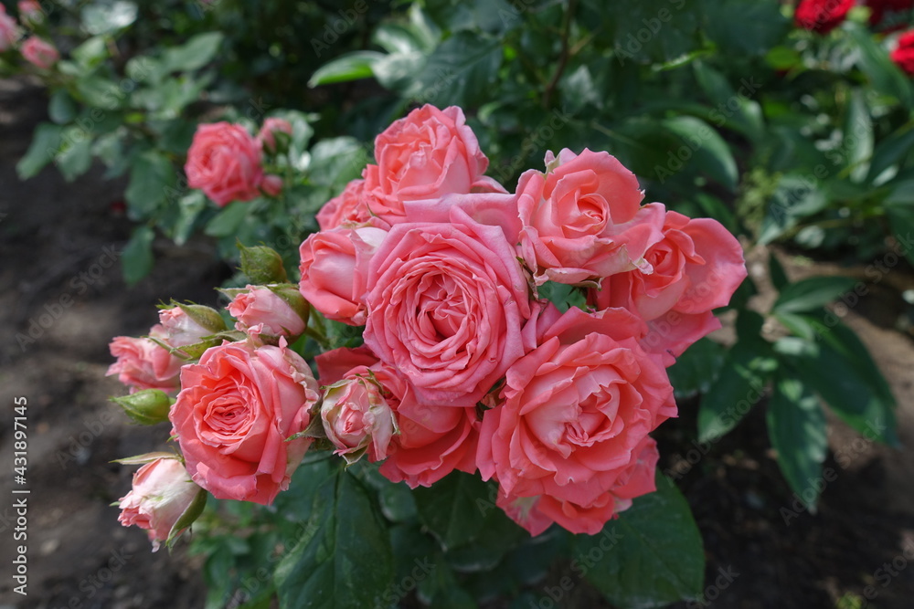 Not fully opened pink flowers of rose in June Not fully opened pink flowers of rose in June