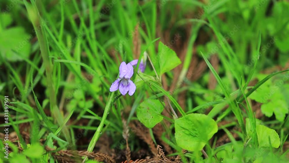 雨に濡れた草花 5月 雨に濡れた草花 5月