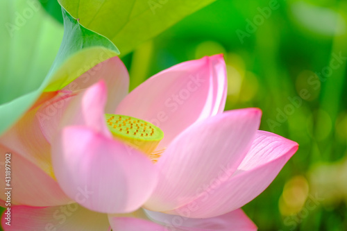 pink lotus flower