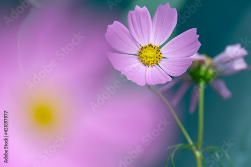 pink cosmos flower