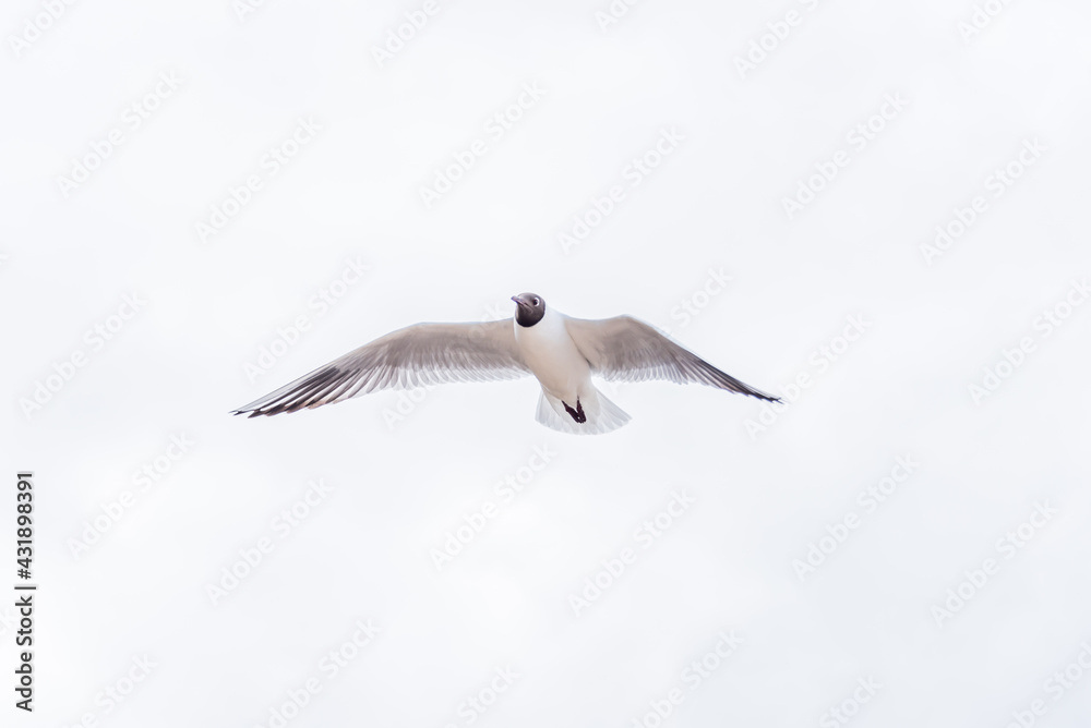 Obraz premium Black Headed Seagulls Flying at the Seaside