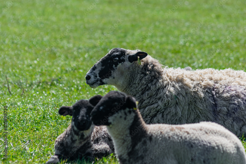 Free range sheep family resting on a british grassland in sunny day. Sheep and two young lambs sitting together calmly Free range sheep family resting on a british grassland in sunny day. Sheep and two young lambs sitting together calmly