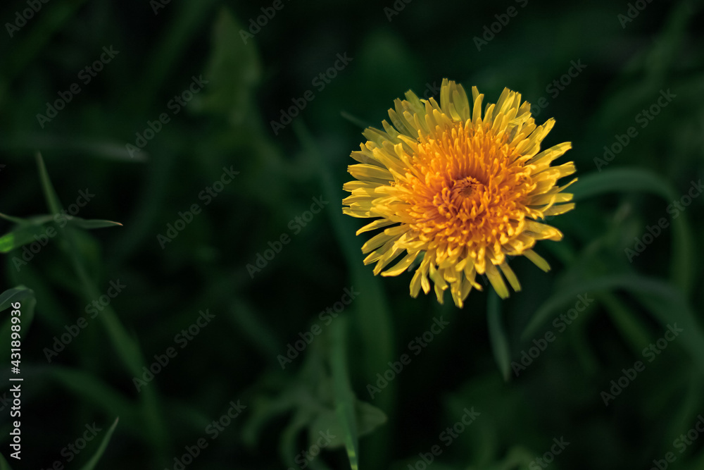 Beautiful flowers of yellow dandelions growing on the green meadow in sunny warm summer or spring day. Natural floral yellow background. Beauty of nature. Dandelion flower in sunlight. Selective focus Beautiful flowers of yellow dandelions growing on the green meadow in sunny warm summer or spring day. Natural floral yellow background. Beauty of nature. Dandelion flower in sunlight. Selective focus