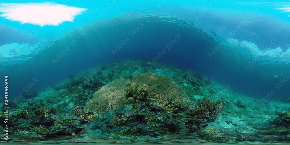 Underwater Scene Coral Reef. Underwater sea fish. Tropical reef marine. Colourful underwater seascape. Philippines. Virtual Reality 360.