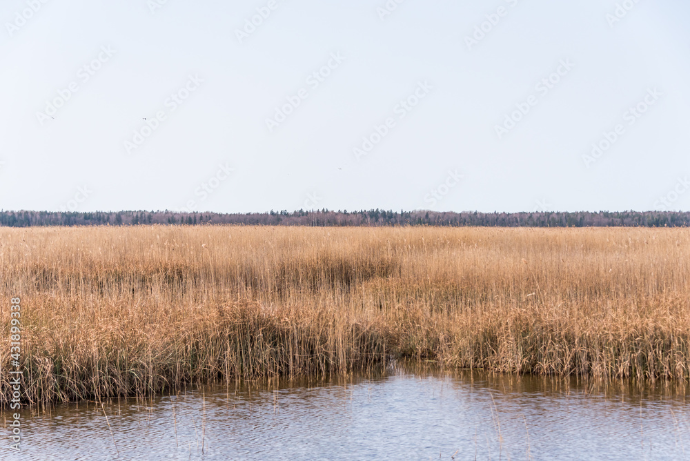 A Lake at a Wetland in Latvia in Early Spring A Lake at a Wetland in Latvia in Early Spring