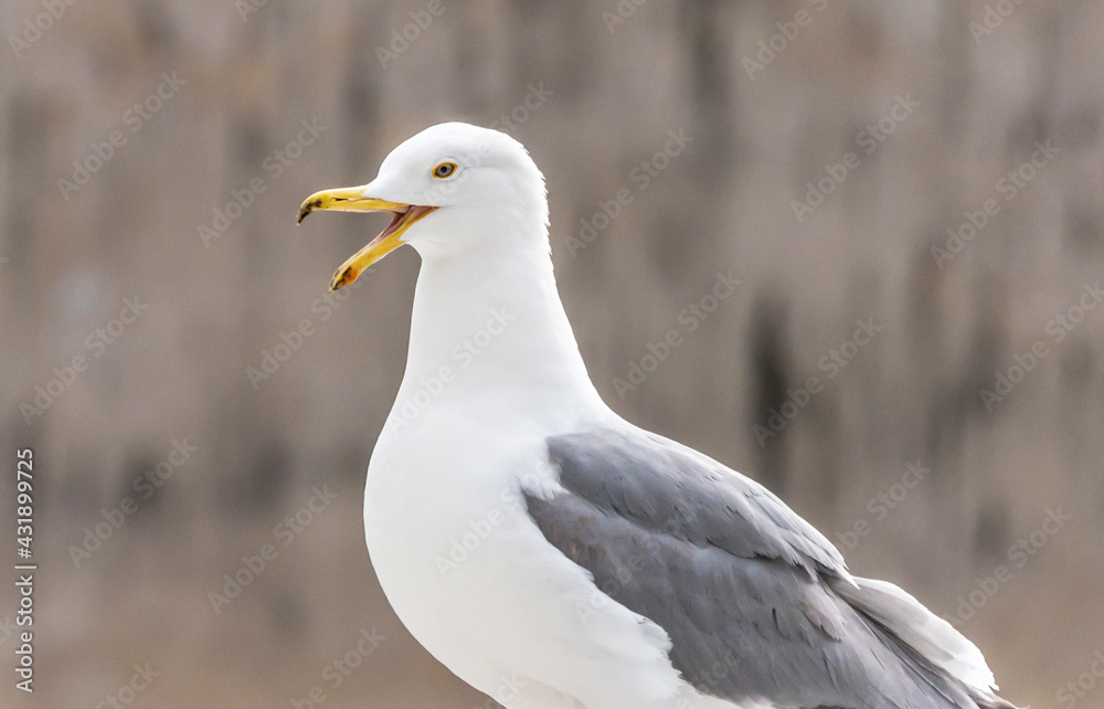 Closeup Portrait of a Herring Gull Closeup Portrait of a Herring Gull