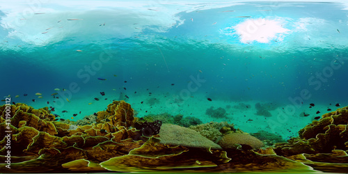 Coral Reef Fish Scene. Tropical underwater sea fish. Colourful tropical coral reef. Philippines. 360 panorama VR © Alex Traveler