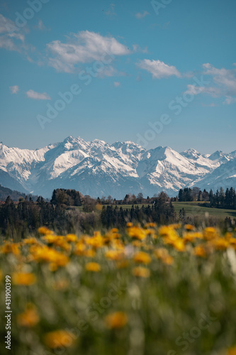 Löwenzahn im Allgäu - Allgäuer Alpen - Frühling © Basti Heckl