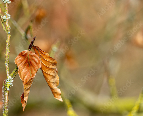Single autumn dead leaves brown gold and red autunmal colours photo