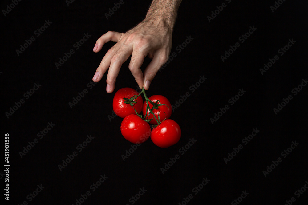 Tomatoes on a black background. Hand holds tomatoes on a dark background. Ripe fresh vegetables. Tomatoes on a black background. Hand holds tomatoes on a dark background. Ripe fresh vegetables.