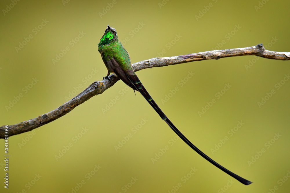 Fototapeta premium Black-tailed trainbearer, Lesbia victoriae, green hummingbird with very long tail in the nature habitat, Papallacta, Ecuador in South America. Rare bird with clear background. Hummingbird, wildlife.