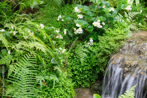 Fototapeta Naklejka Na Ścianę i Meble -  Tropical green surroundings in outdoor garden