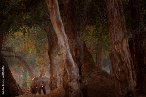 Africa sunset. Elephant and big trees. Elephant at Mana Pools NP, Zimbabwe in Africa. Big animal in the old forest. Evening light, sun set. Magic wildlife scene in nature.