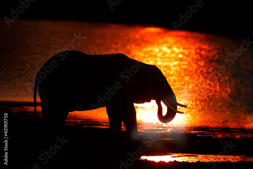 Sunset, Elephant feeding tree branch. Elephant at Mana Pools NP, Zimbabwe in Africa. Big animal in the old forest. evening orange light, sun set. Magic wildlife scene in nature.