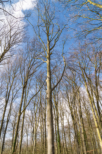 Up Tree view of beech tree against blue sky for natural layer nature texture backdrop wallpaper showing branches and twigs Silhouetted against bright sky.