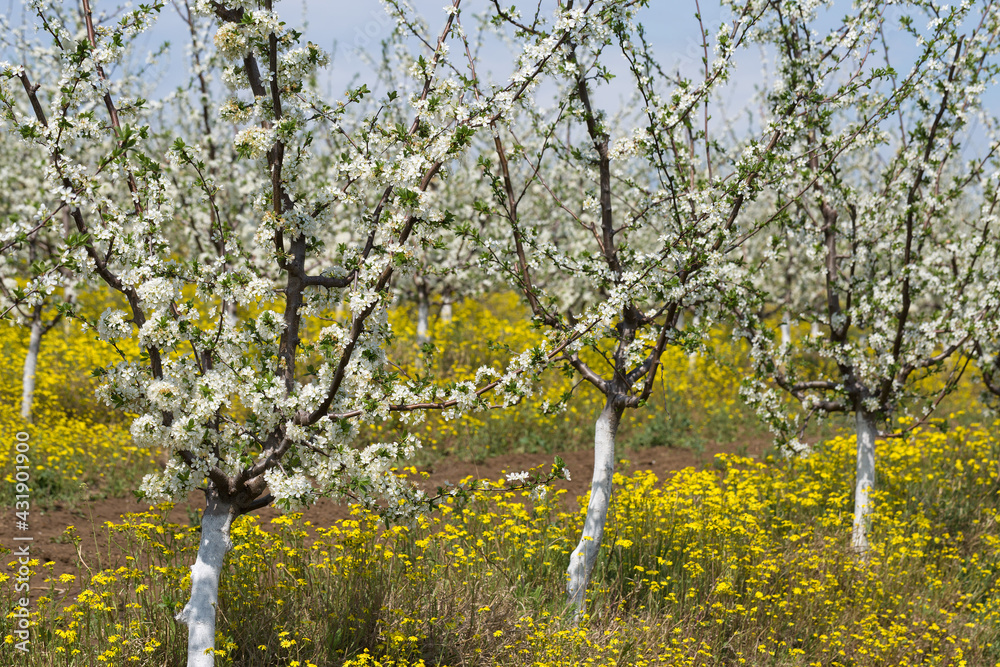 Blooming plum tree closeup. Spring white flowers. Blooming plum tree closeup. Spring white flowers.