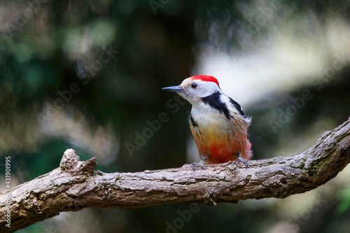 Middle Spotted Woodpecker (Dendrocoptes medius) searching for food in the forest in the South of the Netherlands