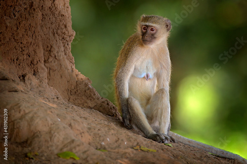 Vervet monkey, Chlorocebus pygerythrus, portrait of grey and black face animal in the nature habitat, Balule near the Mana Pools NP, Zimbabwe. Wildlife scene from nature. Monkey in green. © ondrejprosicky